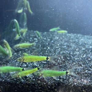 Фото Водорослеед Ретикулятус GLO зелёный 2.5-3 см